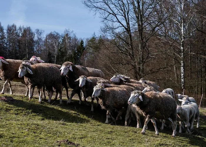 Ferienhaeuser Zur Schaeferei